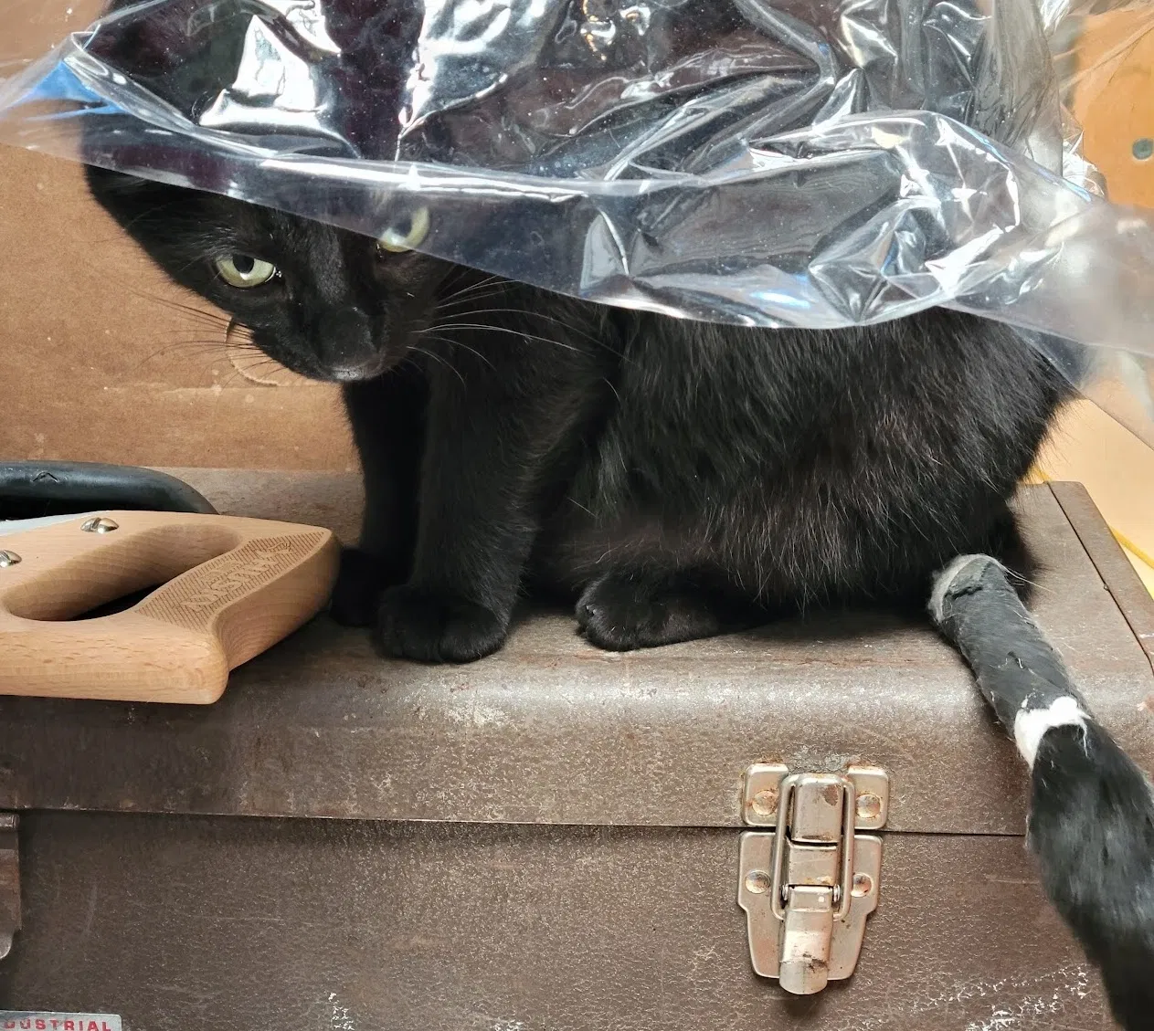 Lost cat in San Francisco, CA, 94110