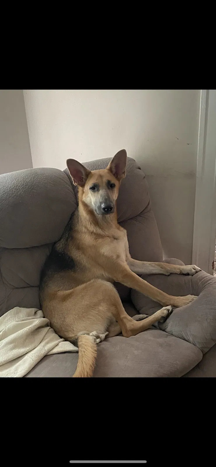 Lost dog in Blue Island, IL, 60406