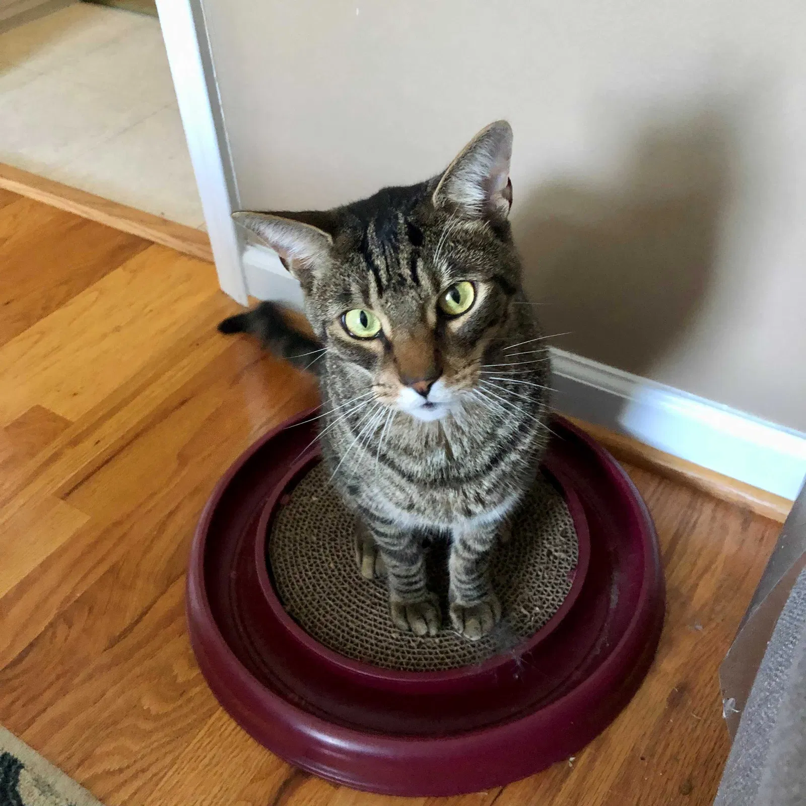 Lost cat in Mebane, NC, 27302