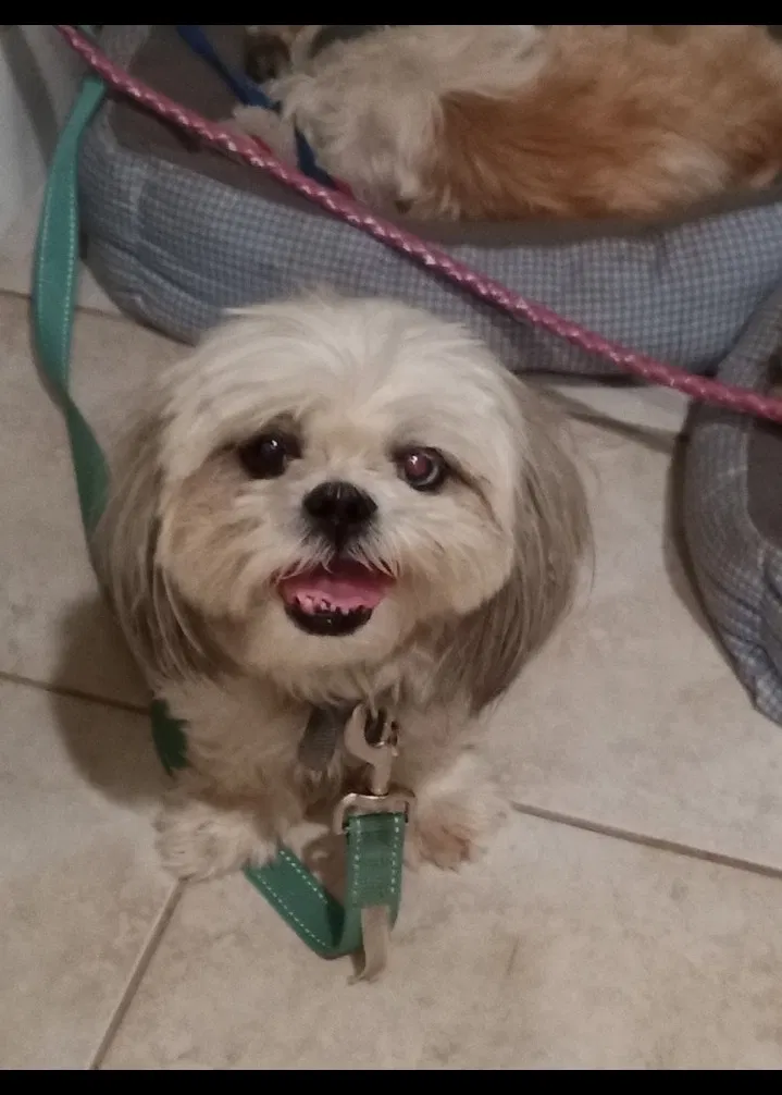 Lost dog in Unknown, CA, 9171