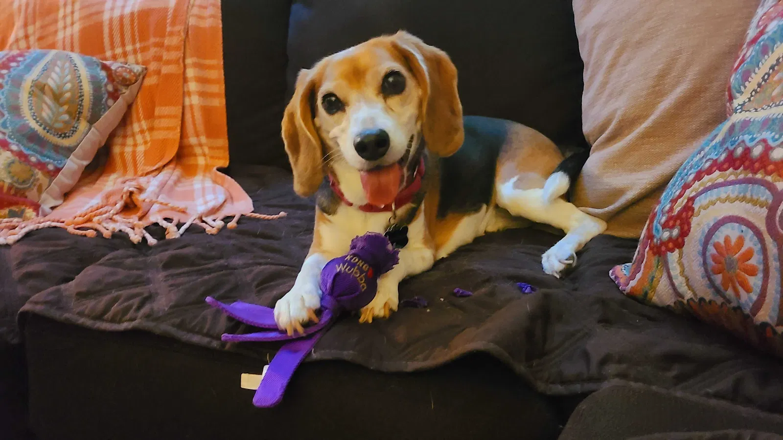 Lost dog in Midlothian, VA, 23112