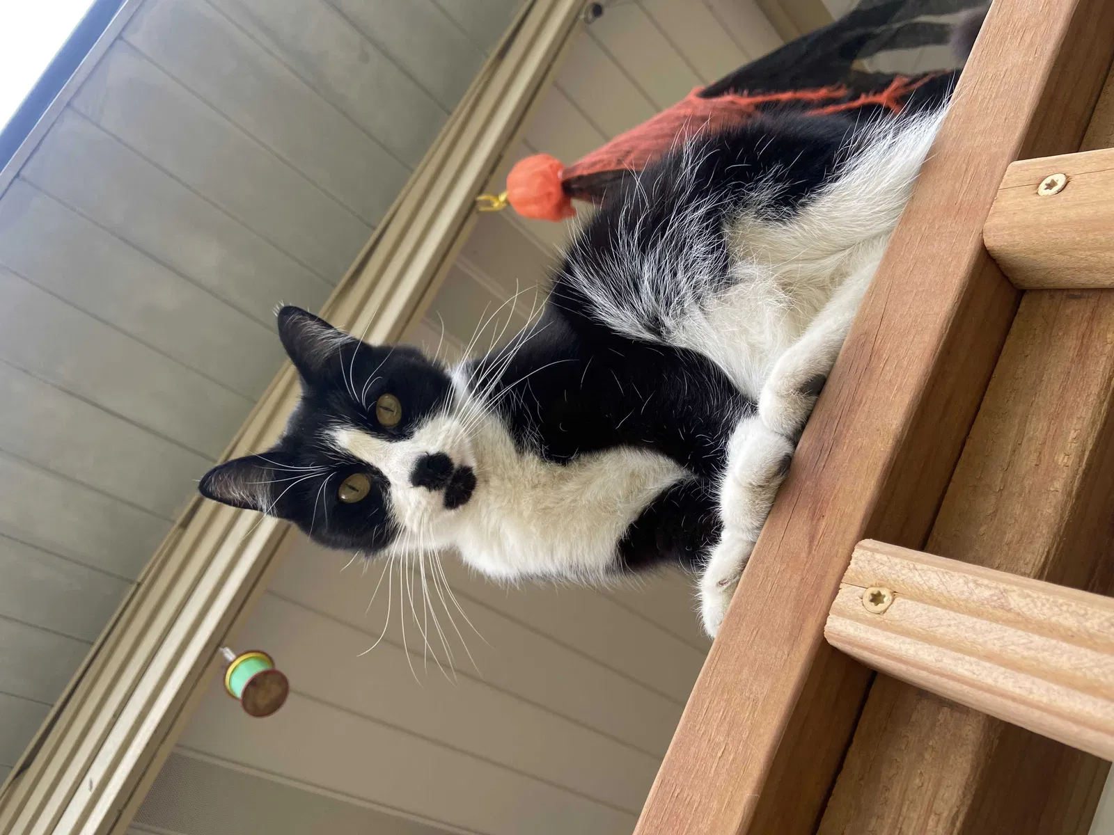 Lost cat in Saint Louis, MO, 63139