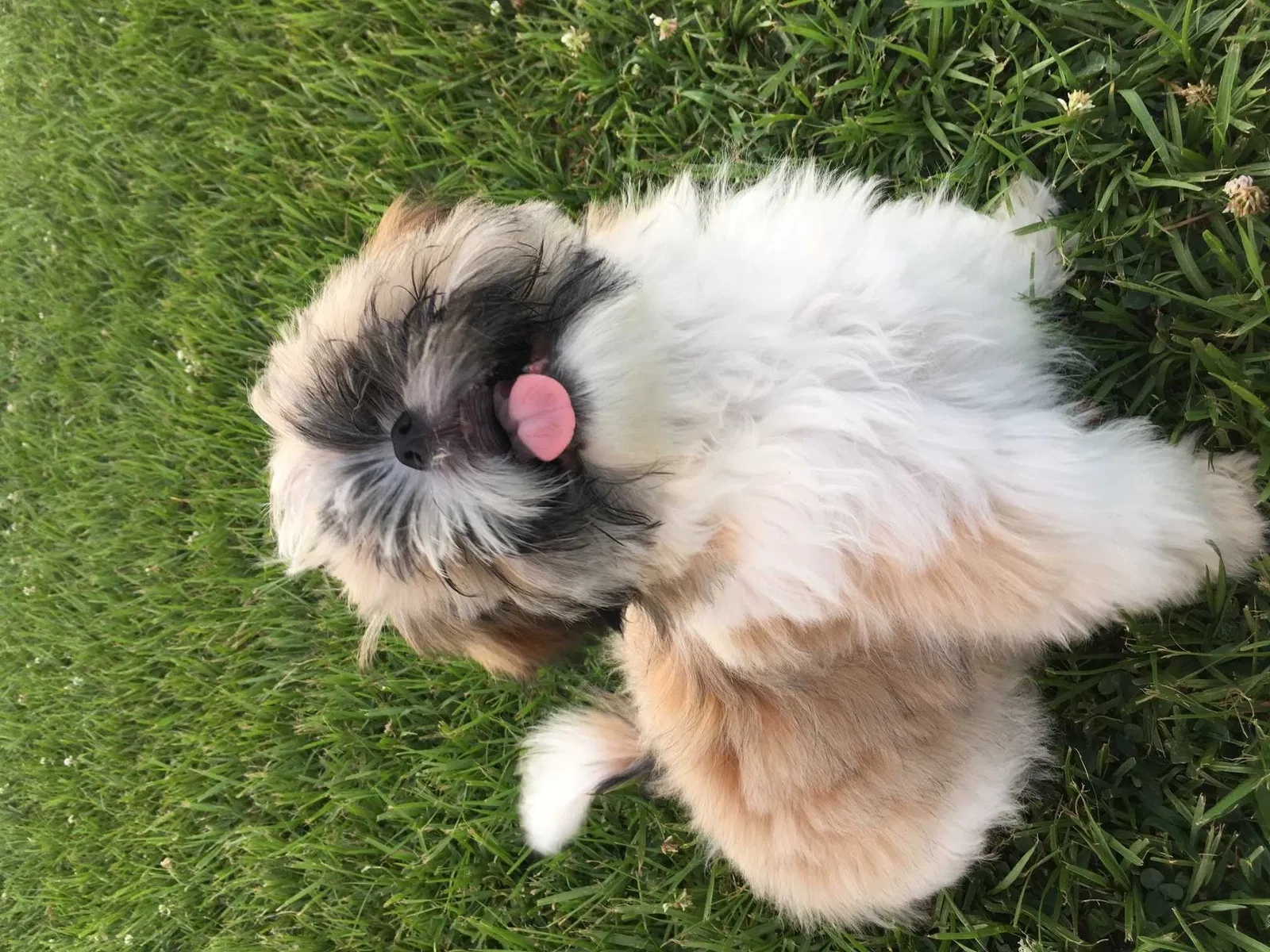 Lost dog in Houston, TX, 77072