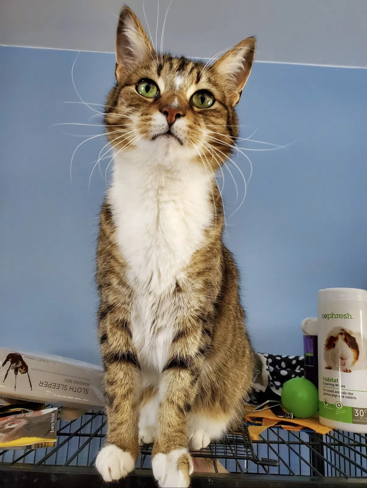 Lost cat in Birdsboro, PA, 19508