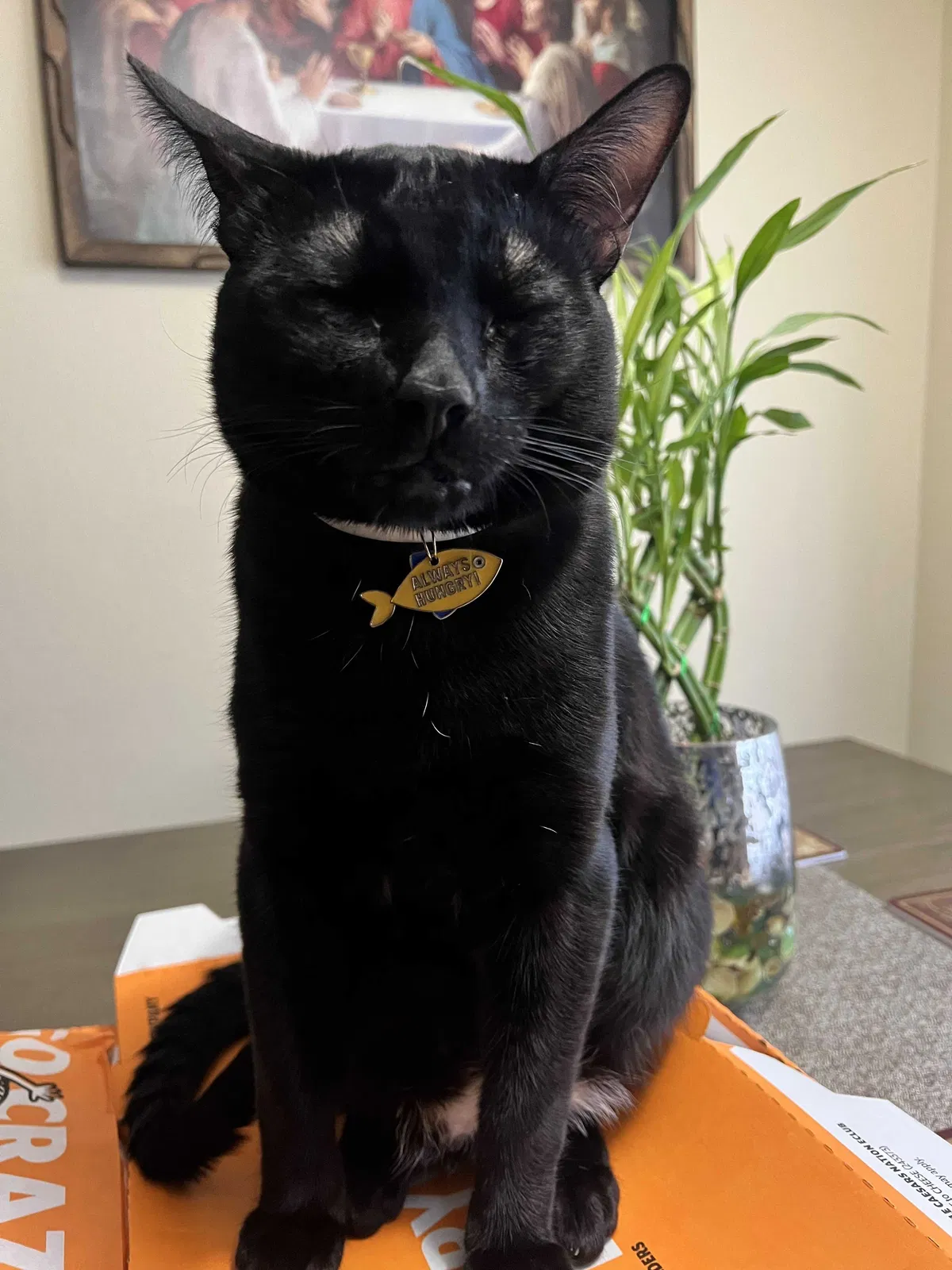 Lost cat in Portland, OR, 97230