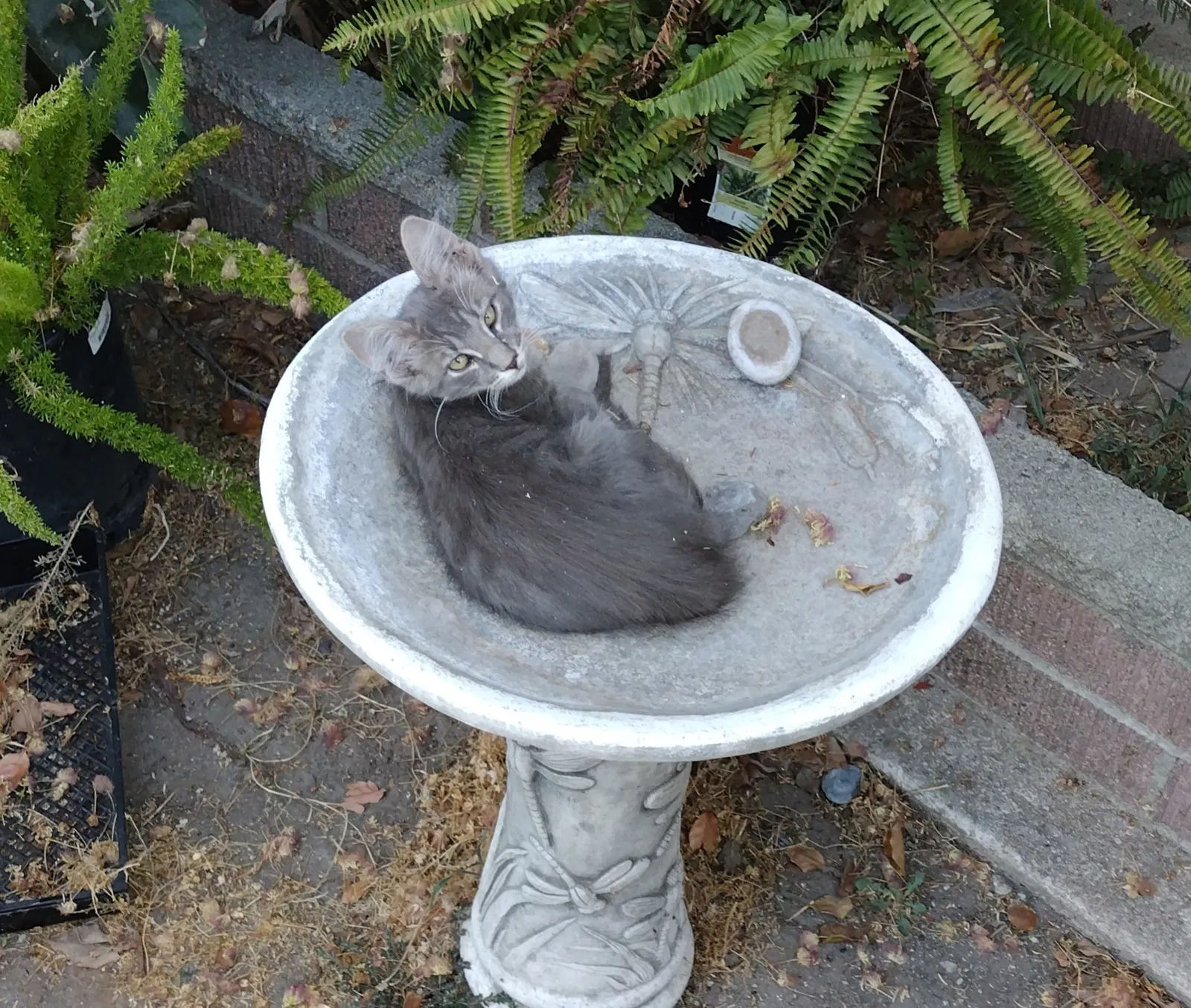 Lost cat in San Bernardino, CA, 92404