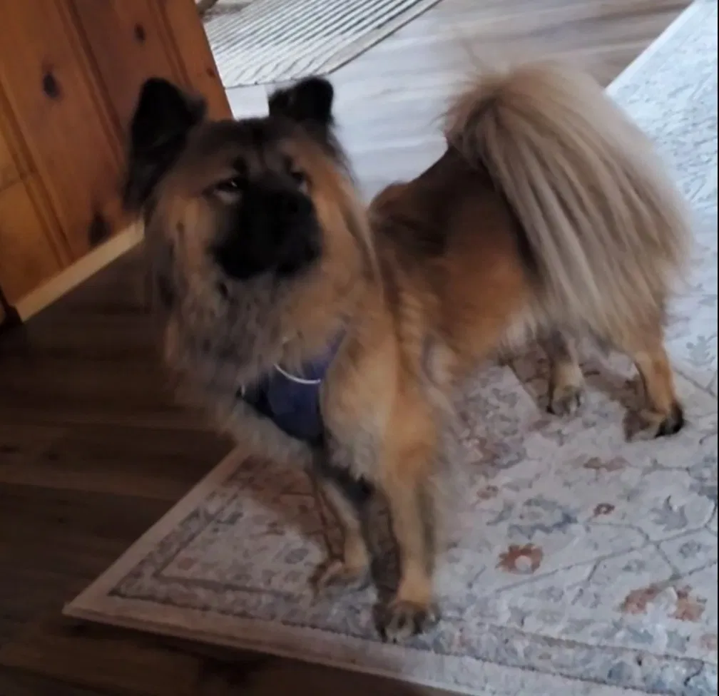 Lost dog in Visalia, CA, 93277