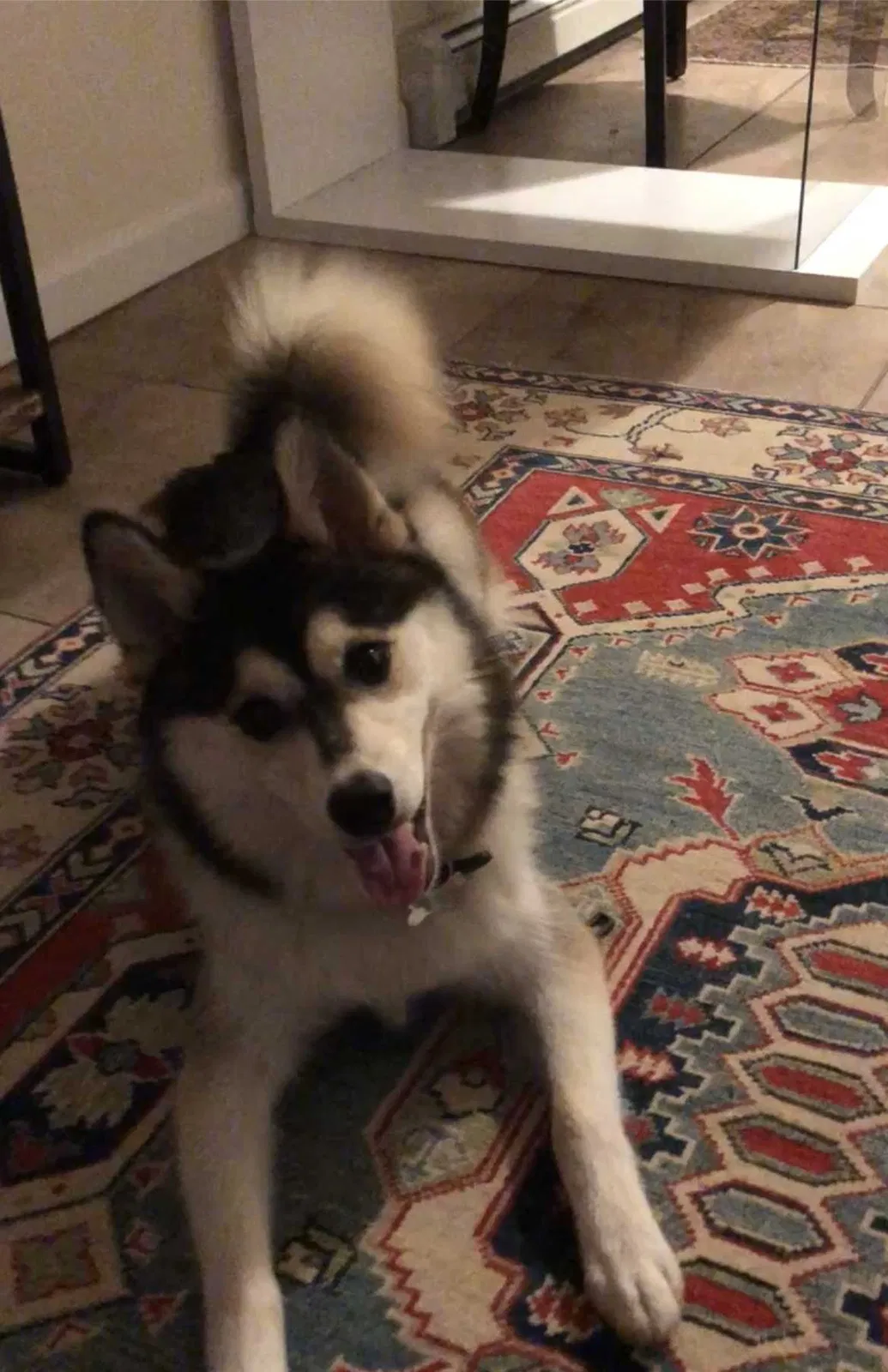 Lost dog in Marina Del Rey, CA, 90292