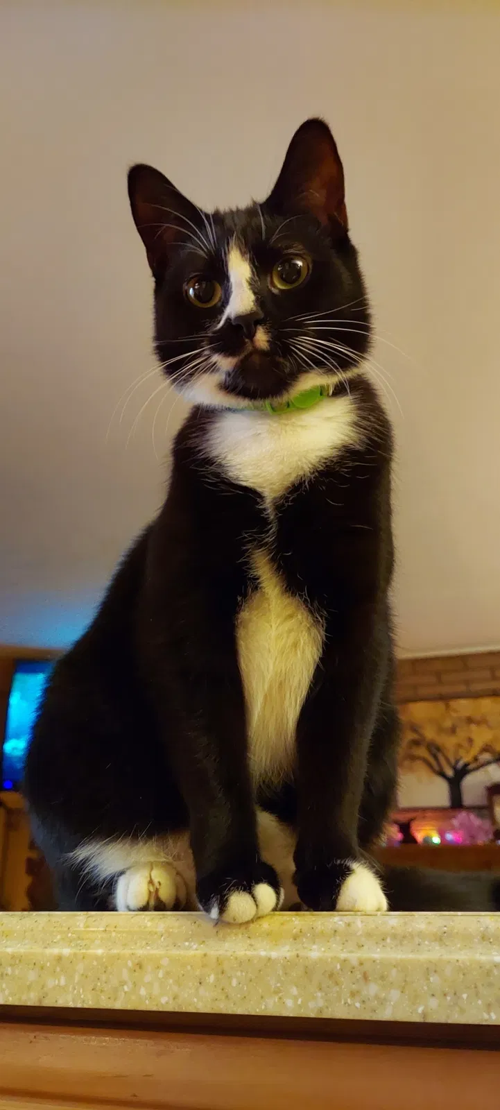 Lost cat in Warren, MI, 48091