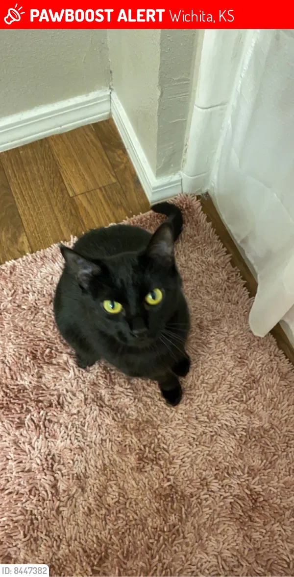 Lost cat in Wichita, KS, 67212