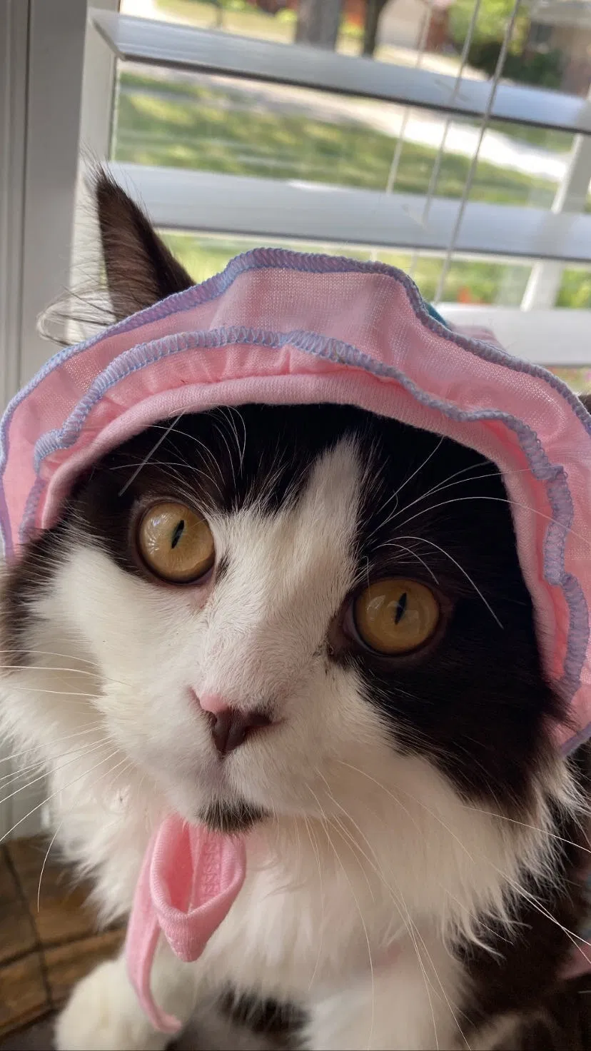 Lost cat in Dearborn Heights, MI, 48127