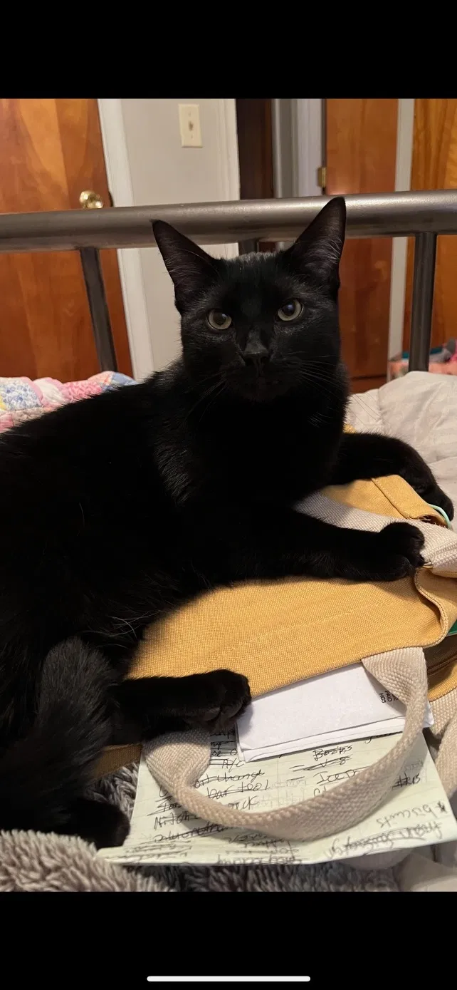 Lost cat in Roanoke, VA, 24019