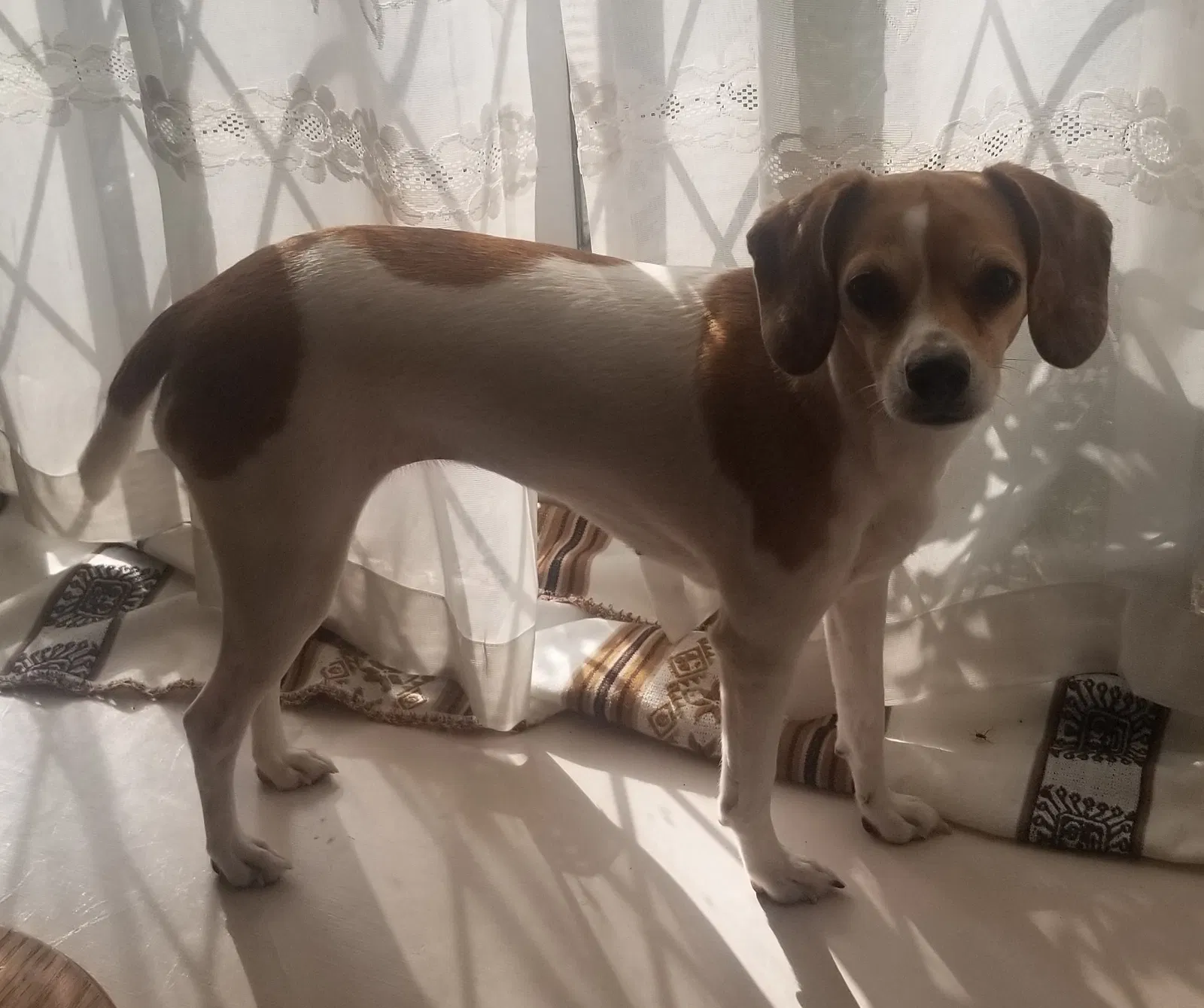 Lost dog in Houston, TX, 77090