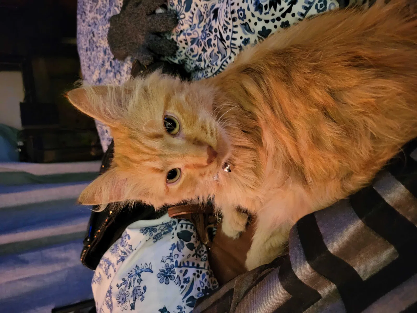 Lost cat in Lakewood, WA, 98499
