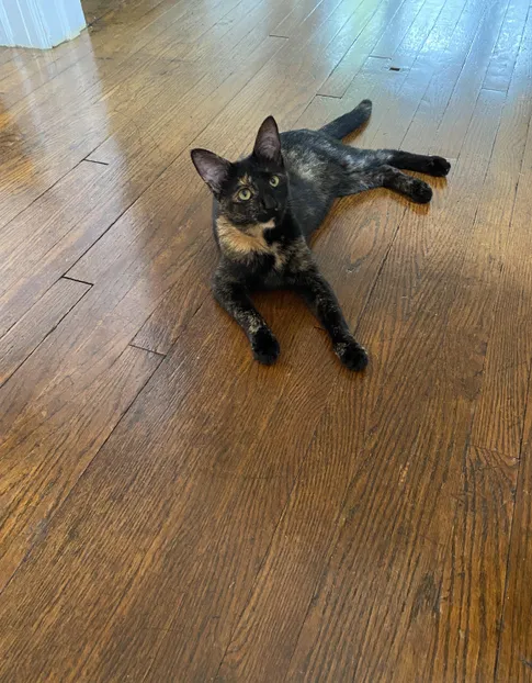 Lost cat in Buffalo, NY, 14222