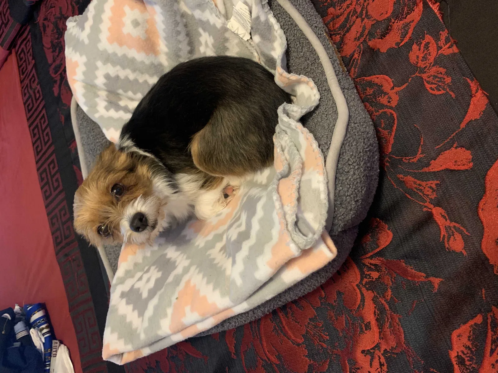Found dog in Tallahassee, FL, 32301