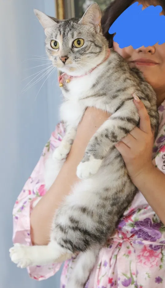 Lost cat in Knoxville, TN, 37932