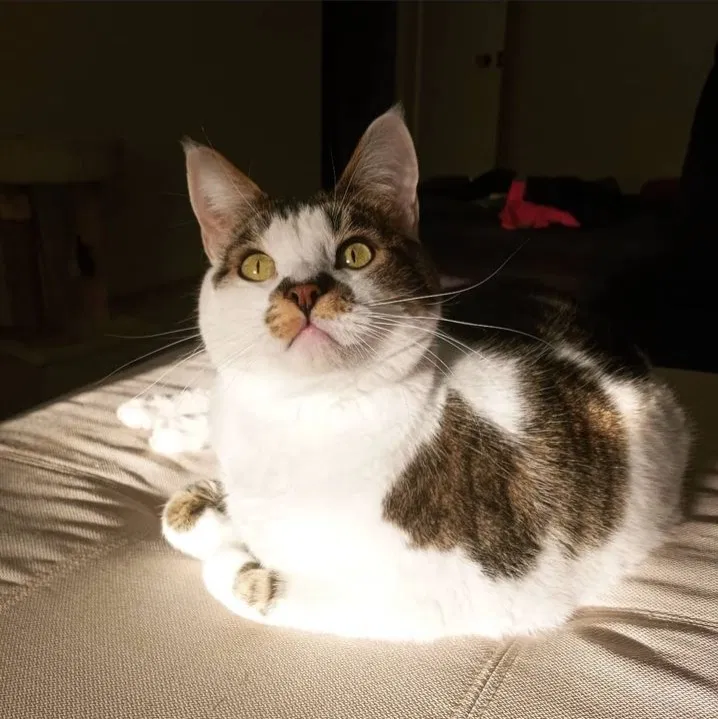 Lost cat in Nampa, ID, 83687