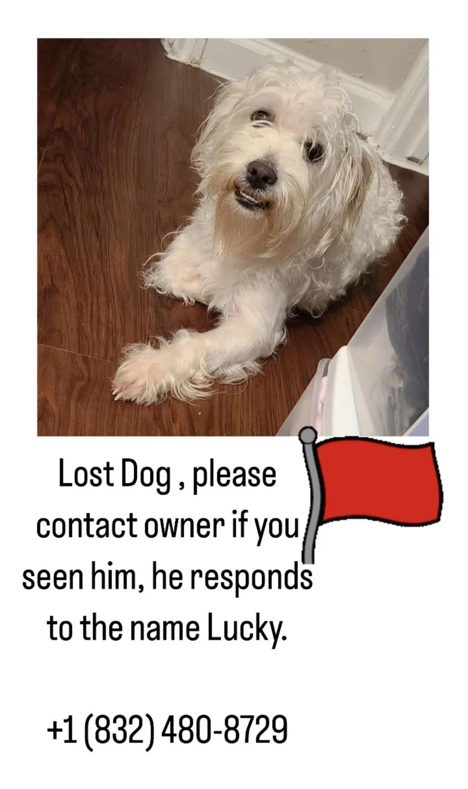 Lost dog in Tomball, TX, 77375