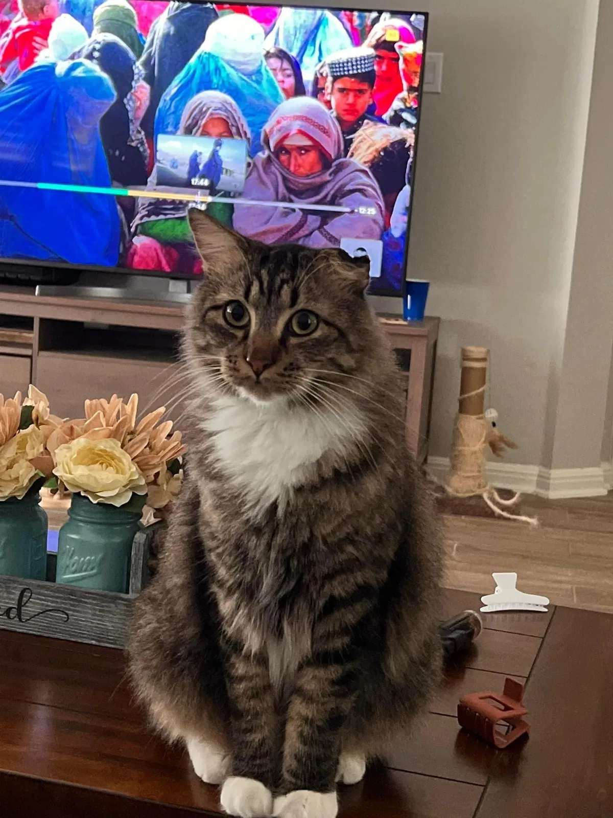 Lost cat in San Antonio, TX, 78245
