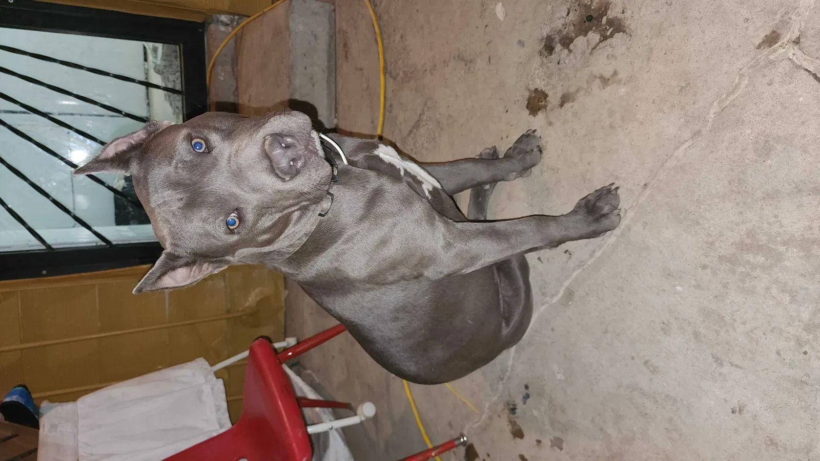 Lost dog in Denver, CO, 80226