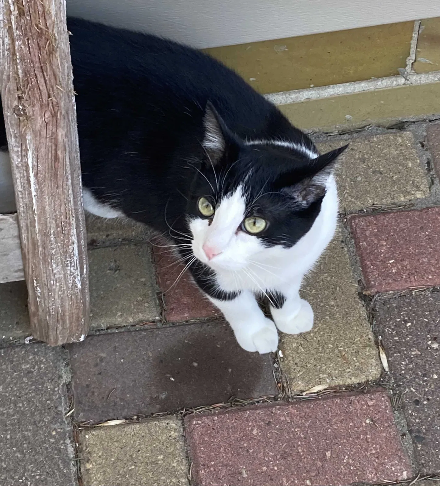 Lost cat in Waseca, MN, 56093