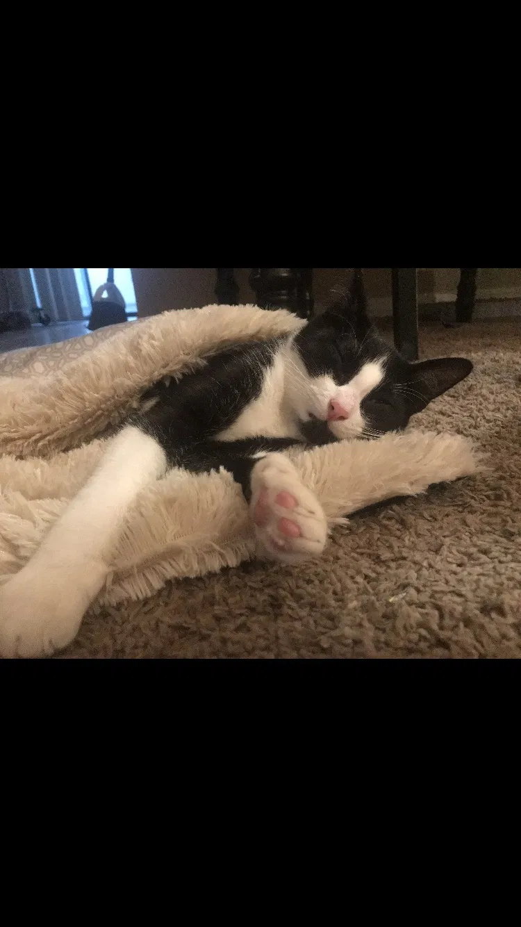 Lost cat in Bakersfield, CA, 93309