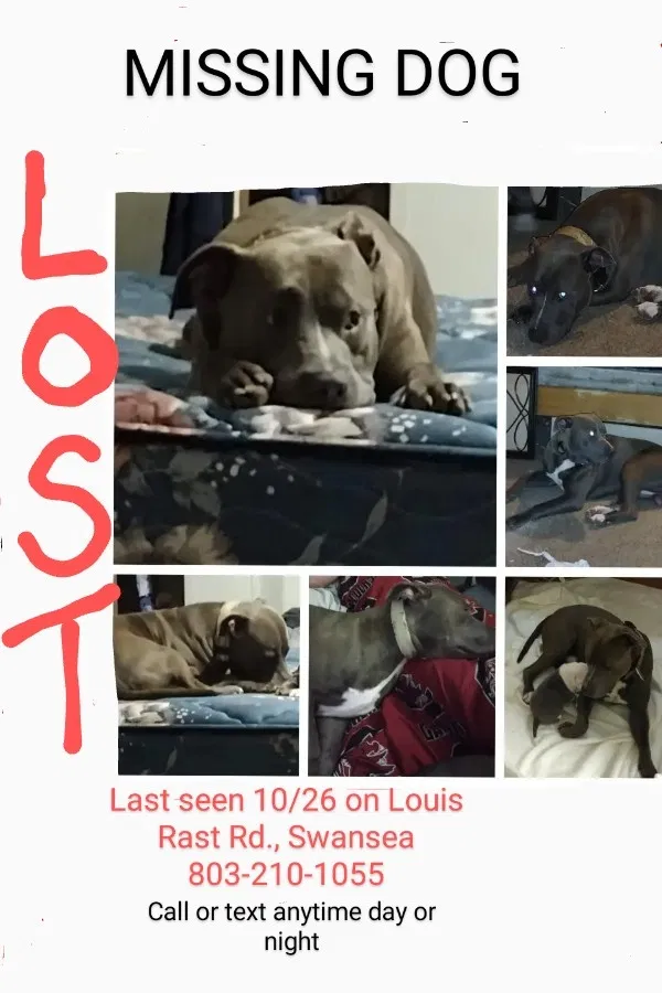Lost dog in Swansea, SC, 29160