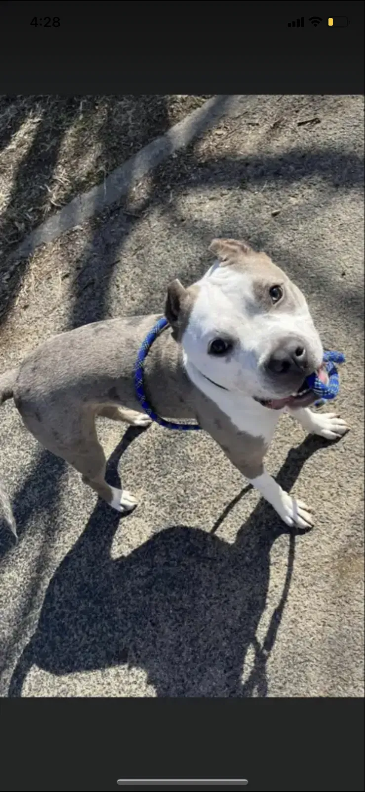 Lost dog in Denton, TX, 76205