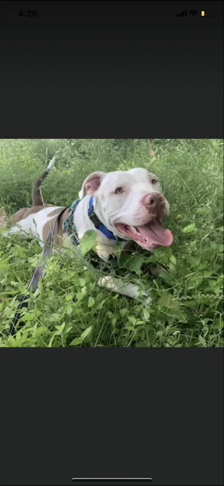 Lost dog in Denton, TX, 76205