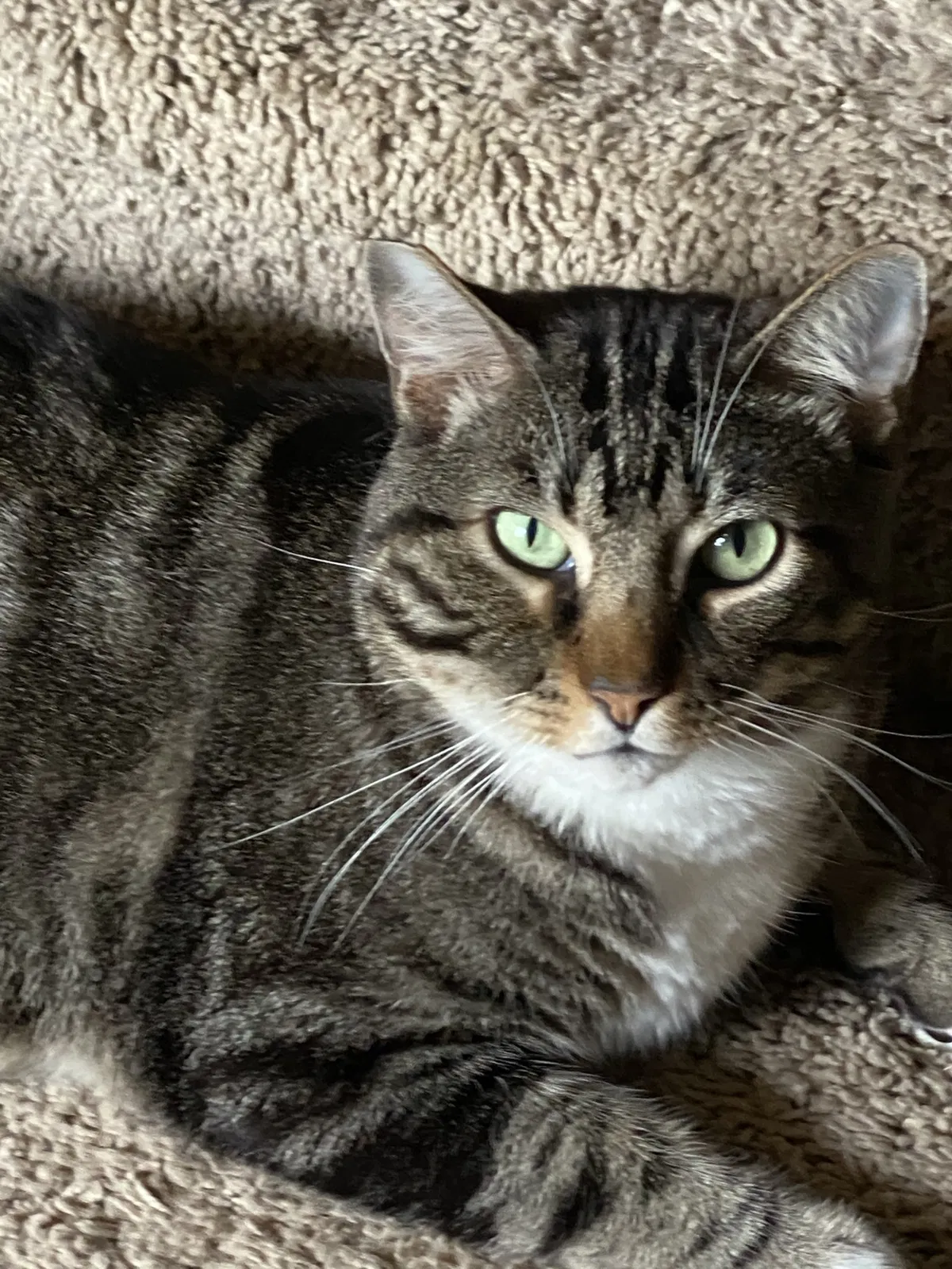 Lost cat in Montgomery, TX, 77356