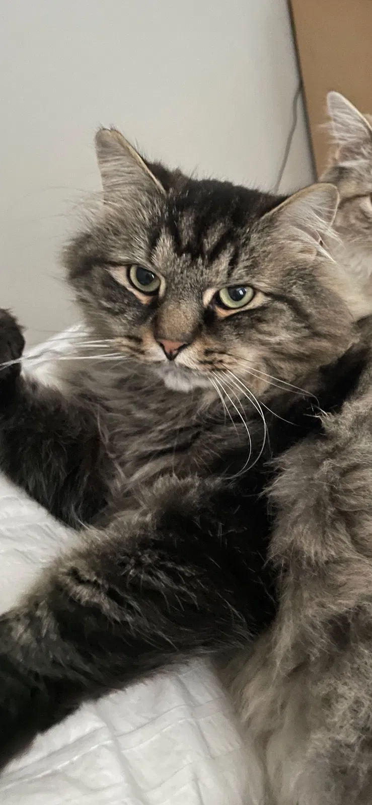 Lost cat in Huntersville, NC, 28078