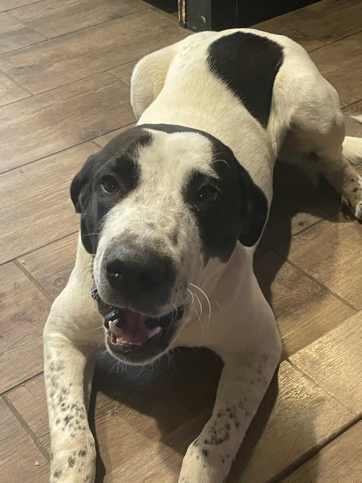 Found dog in Livingston, TX, 77351