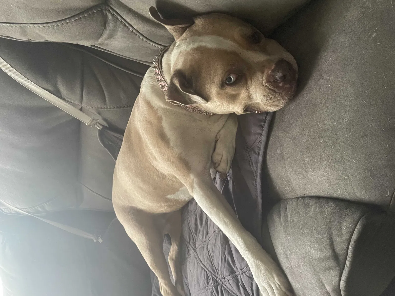 Lost dog in Los Angeles, CA, 90026