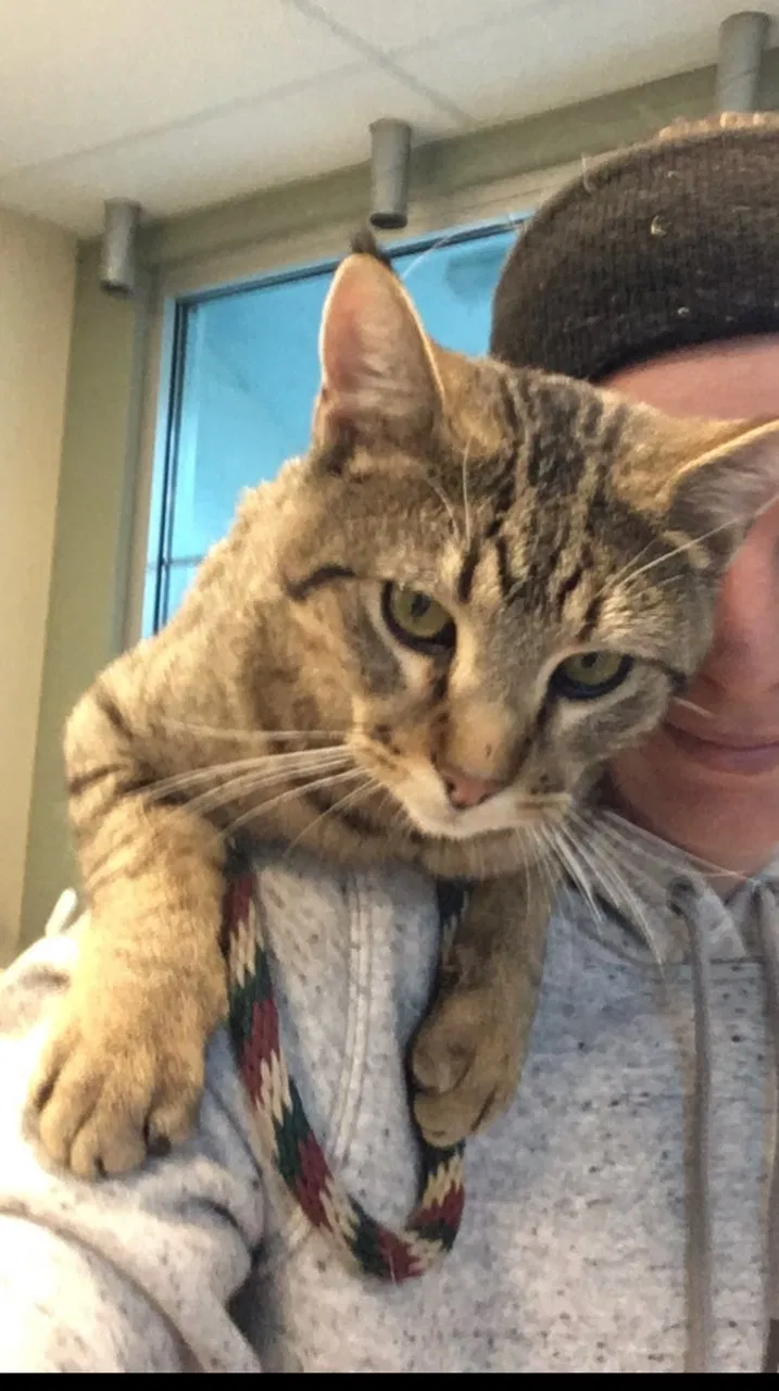 Lost cat in Arvada, CO, 80005