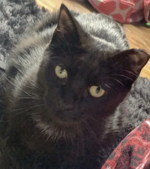 Lost cat in Elyria, OH, 44035