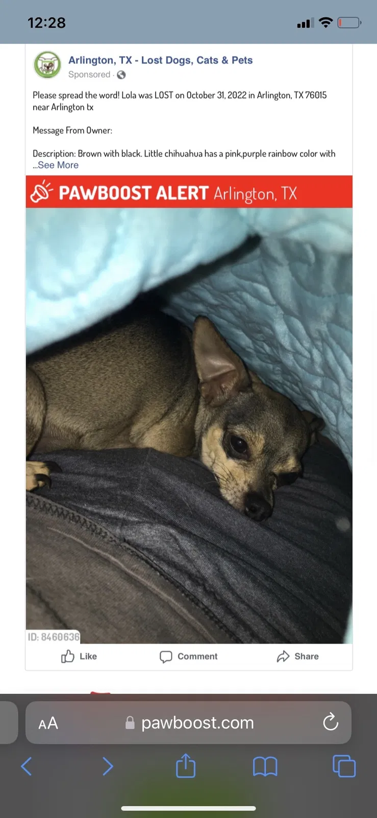Lost dog in Arlington, TX, 76015