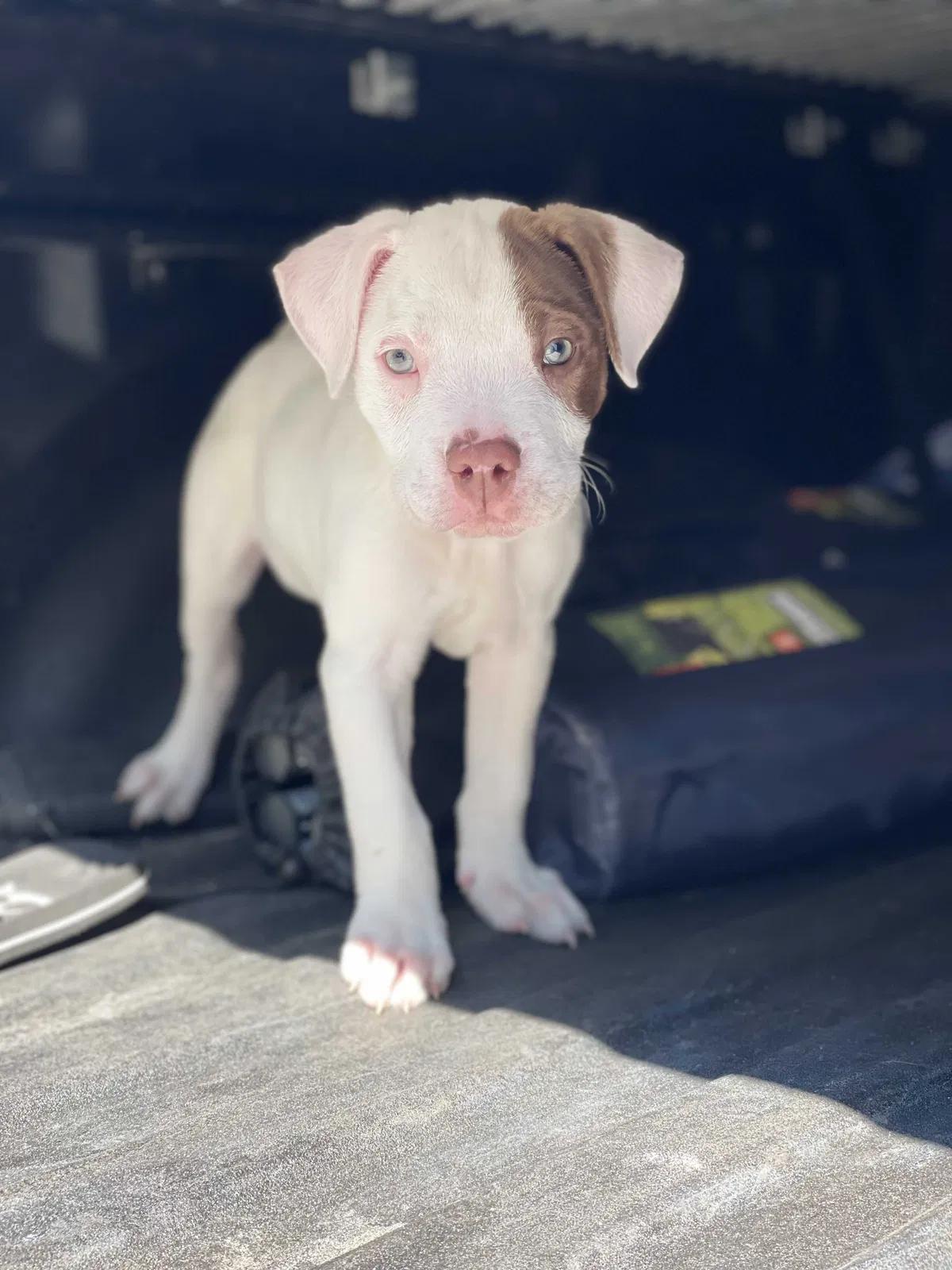Lost dog in Covington, GA, 30016