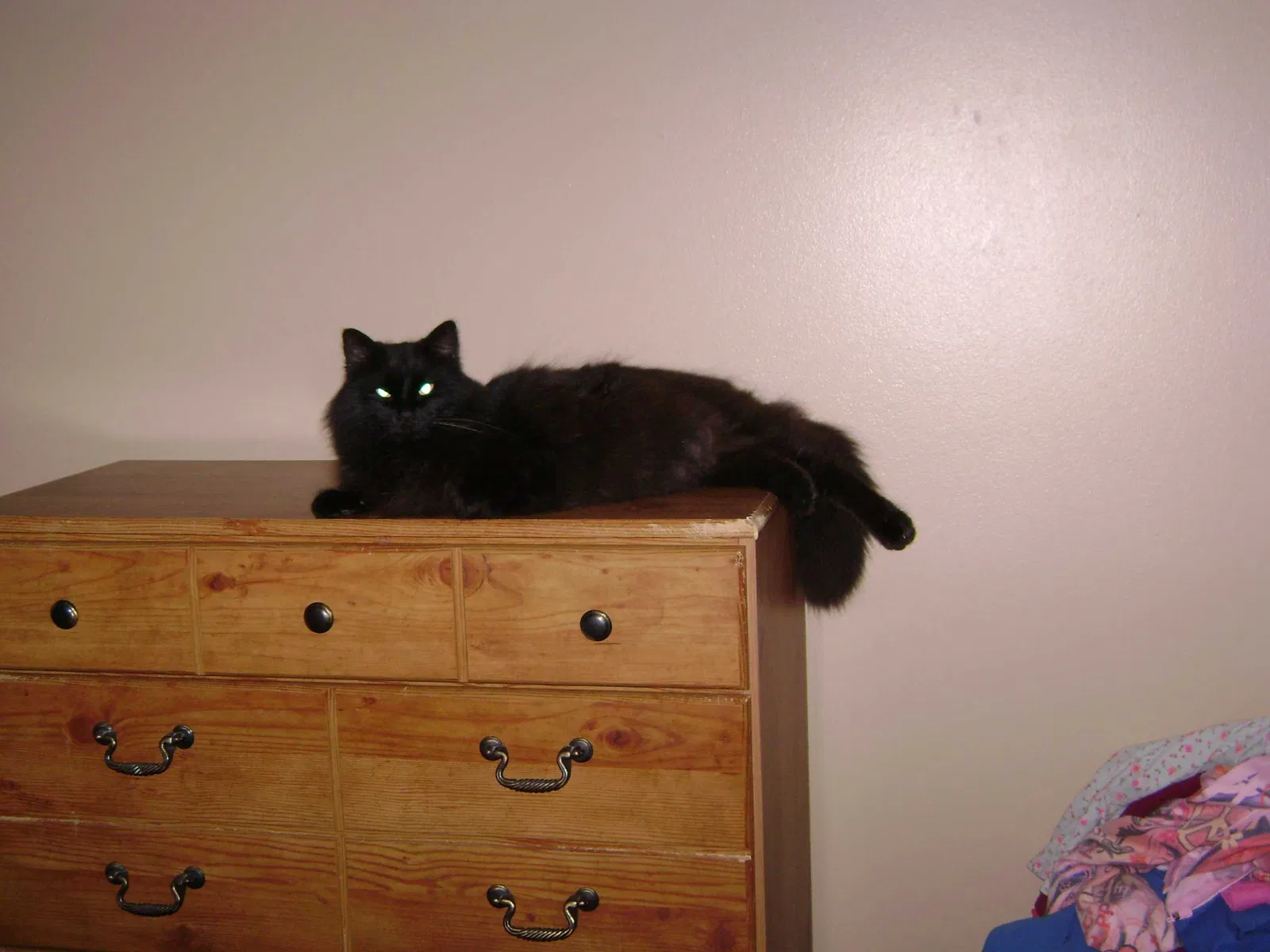 Lost cat in Abilene, TX, 79603