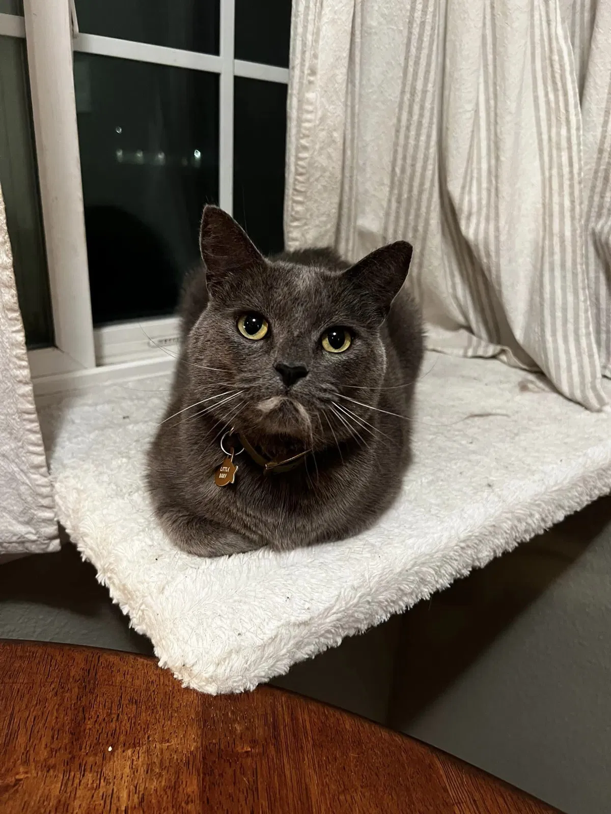Lost cat in Fresno, CA, 93726