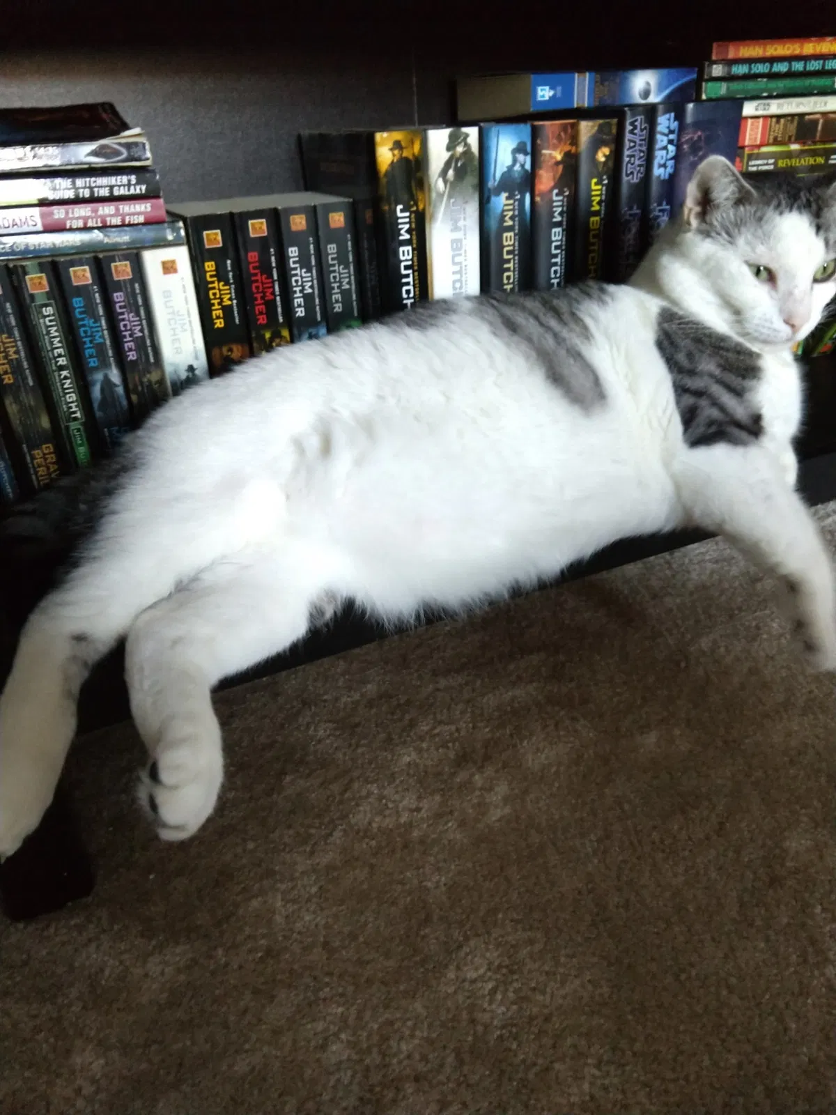 Lost cat in Antioch, TN, 37013