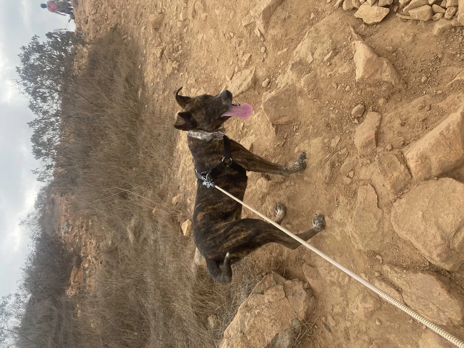 Lost dog in Spring Valley, CA, 91977