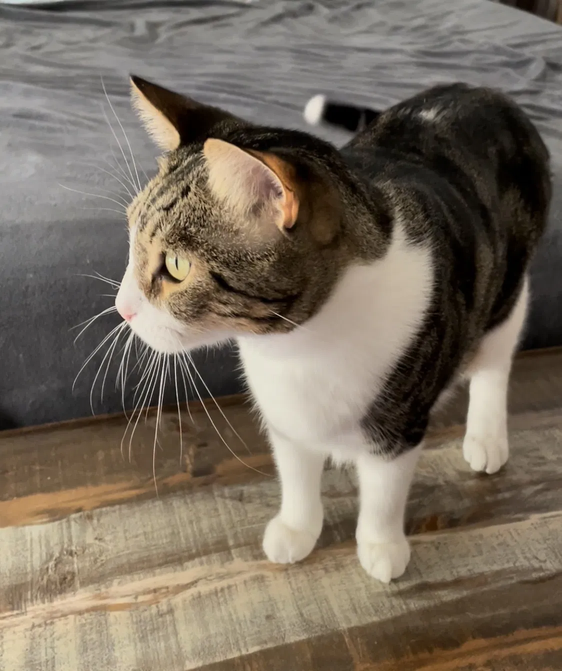 Lost cat in Jacksonville Beach, FL, 32250