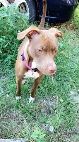 Found dog in Lake City, FL, 32055