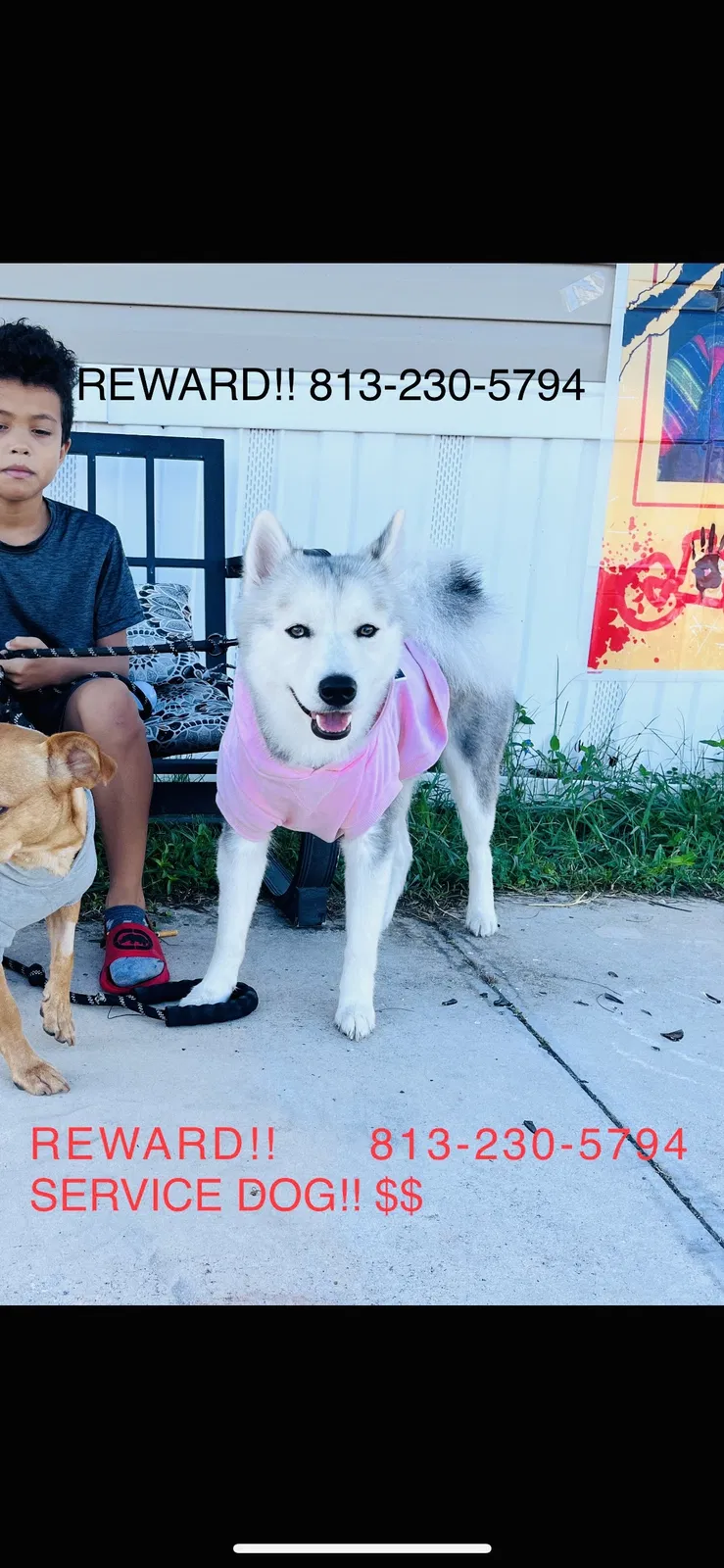 Lost dog in Tampa, FL, 33610