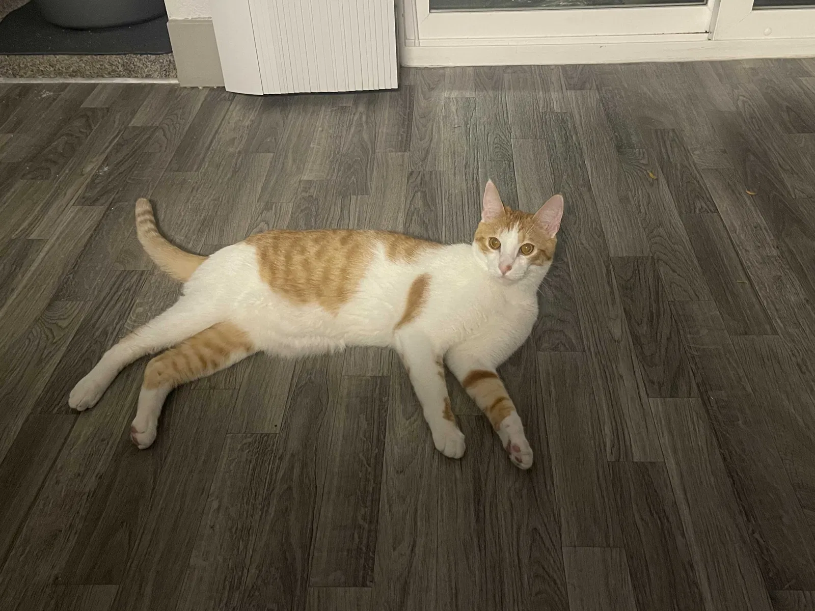 Lost cat in Tacoma, WA, 98409