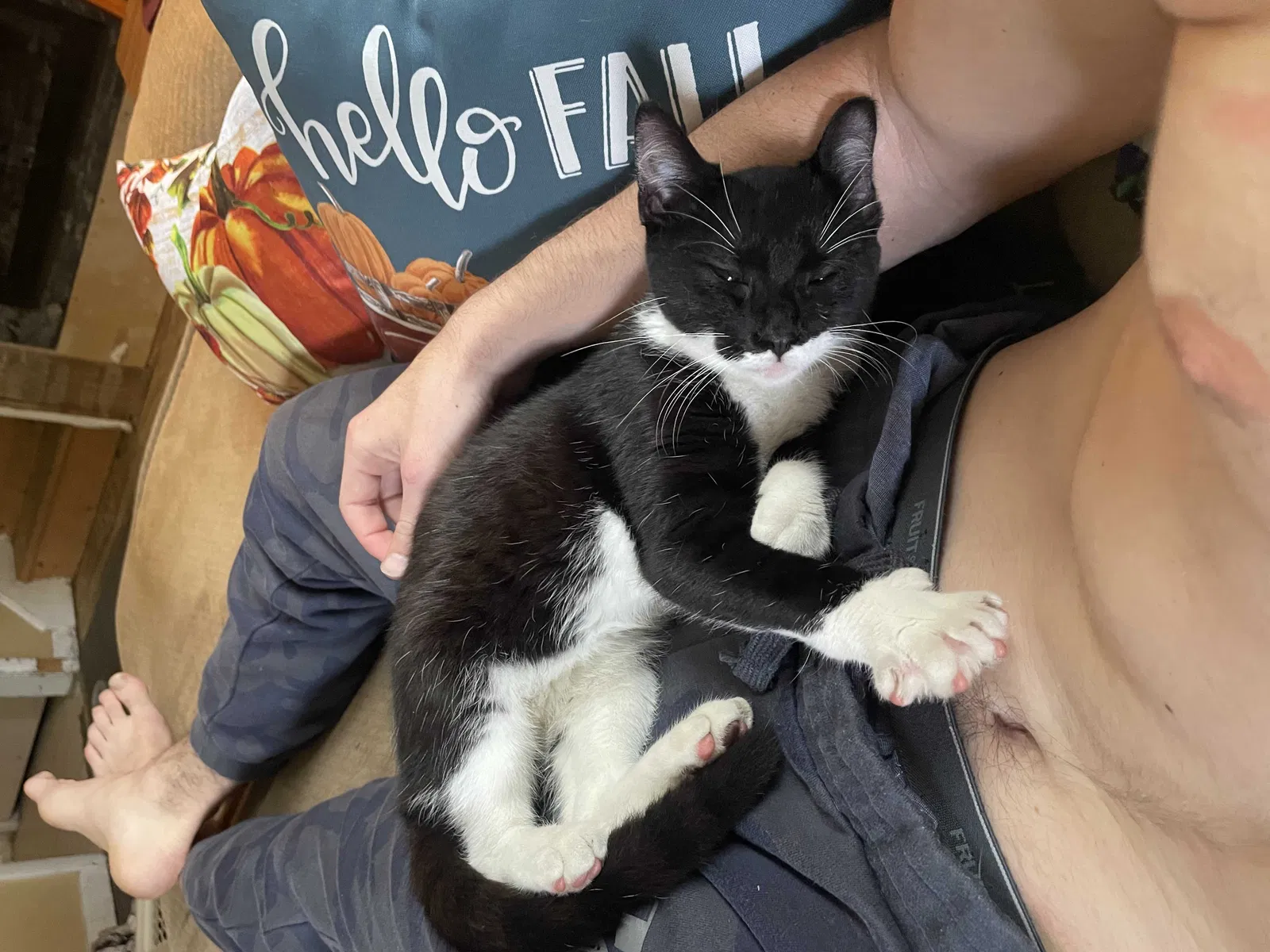 Lost cat in South Bend, IN, 46614