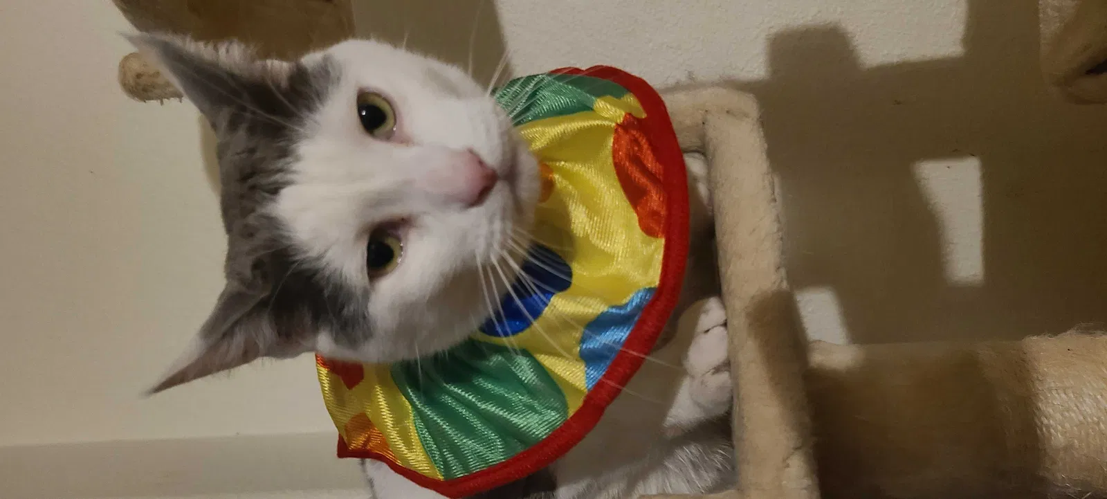 Lost cat in Salem, OR, 97304