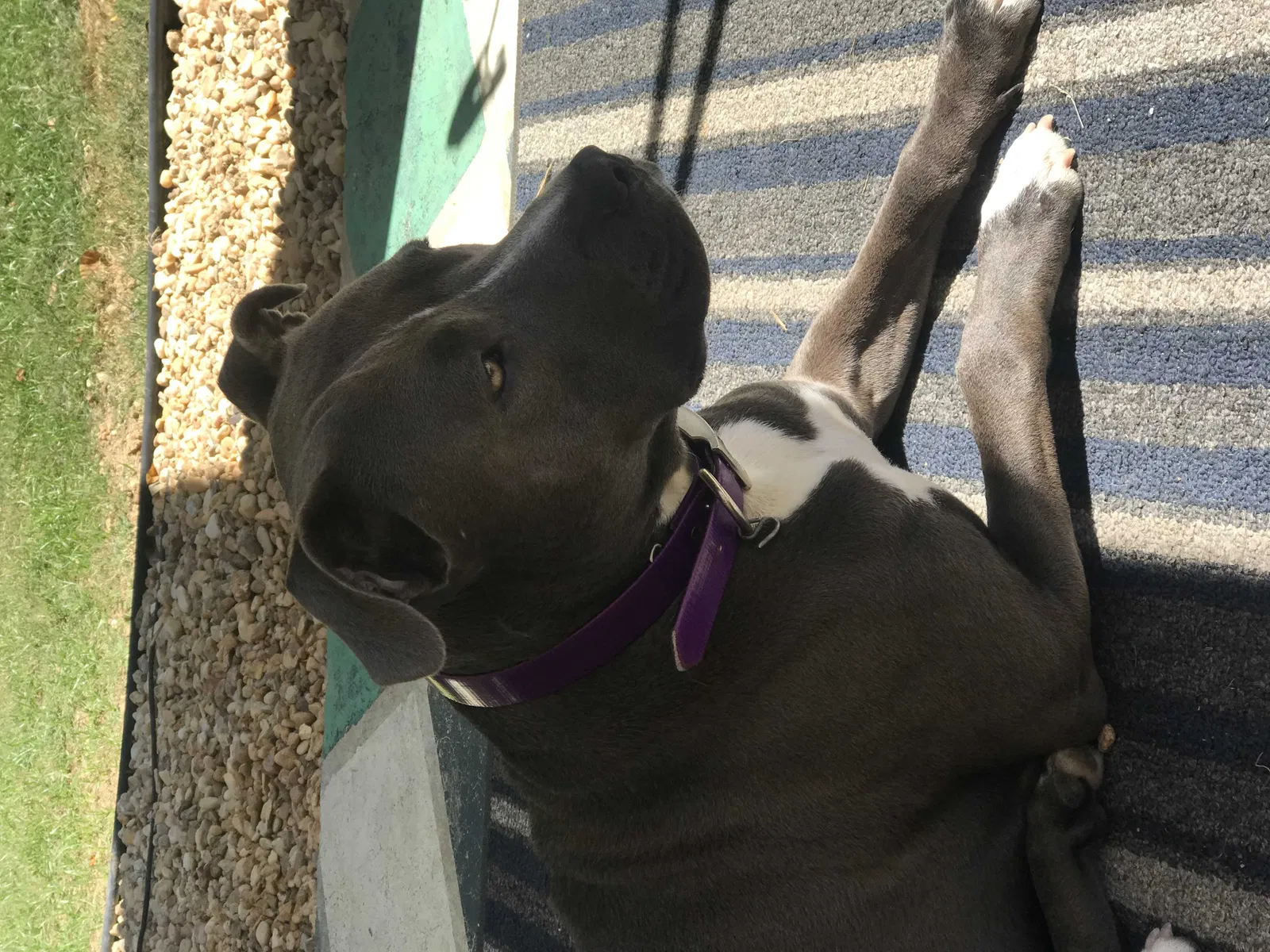 Lost dog in Birmingham, AL, 35215