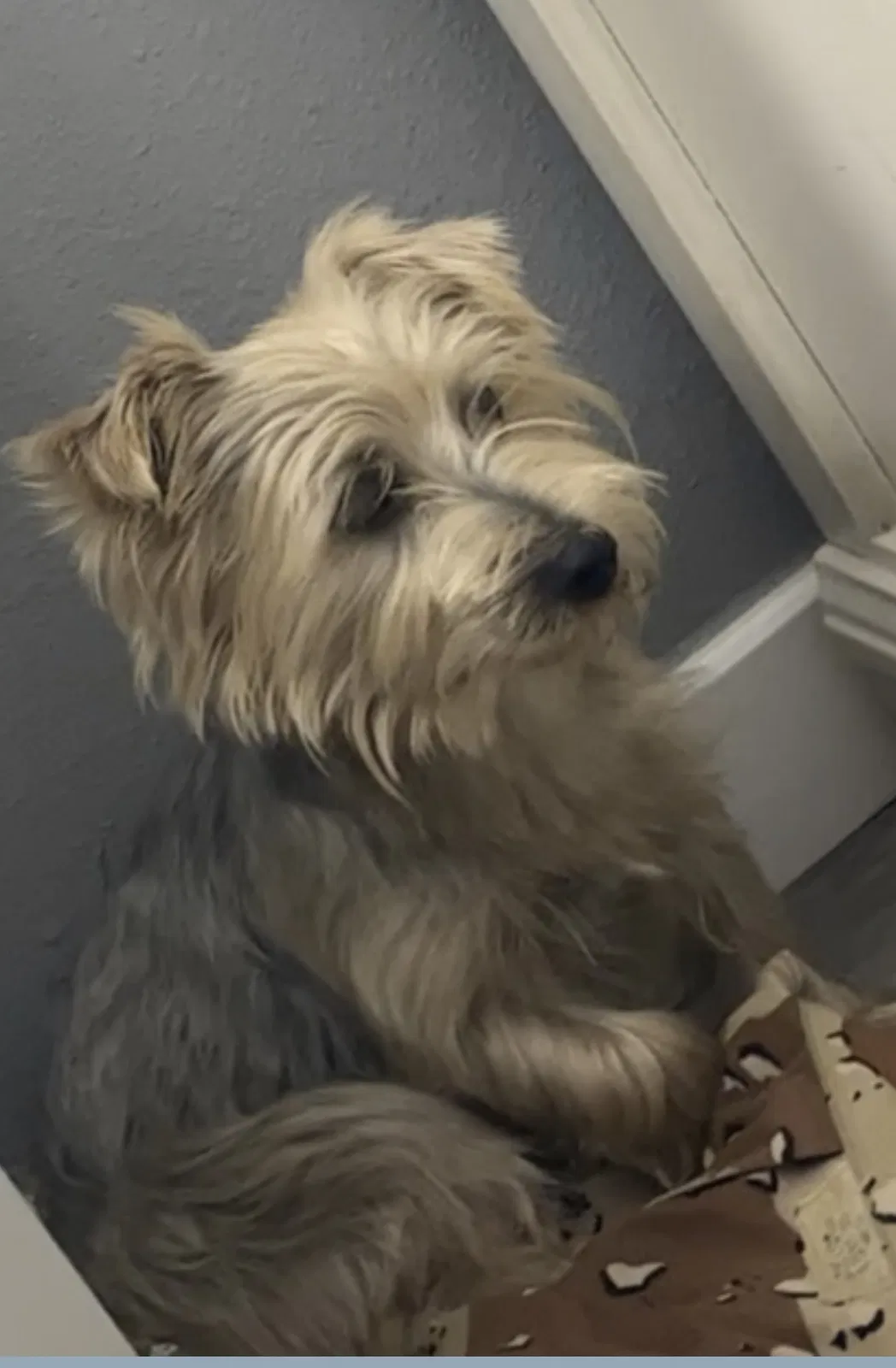Lost dog in Hawaiian Gardens, CA, 90716